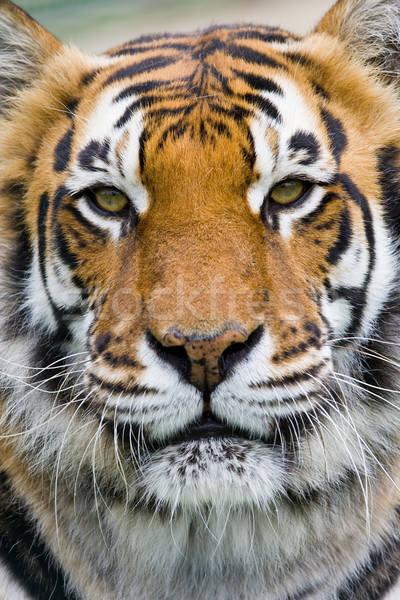 Tigre ritratto natura capelli africa gatti Foto d'archivio © david010167