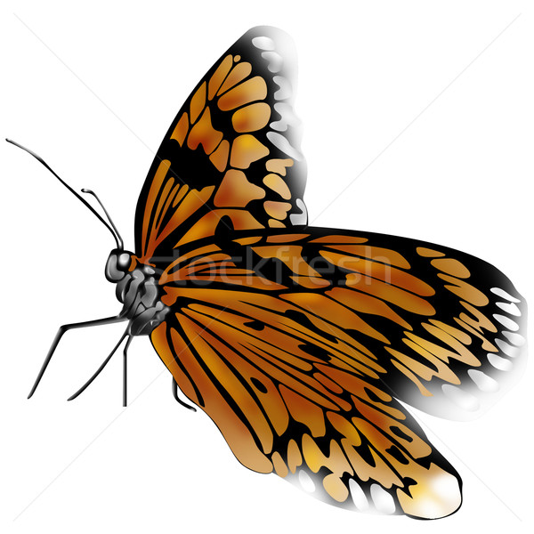 Butterfly Stock photo © davisales