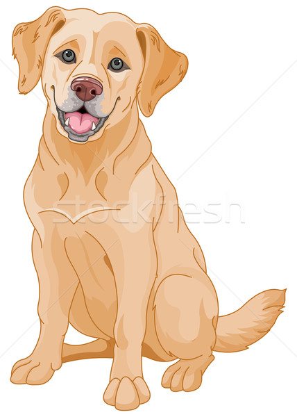Golden retriever illusztráció aranyos kutya jókedv piros Stock fotó © Dazdraperma