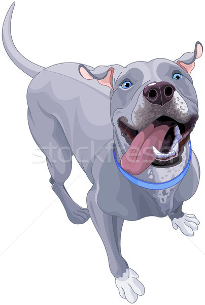 Funny Pit Bull Dog  Stock photo © Dazdraperma