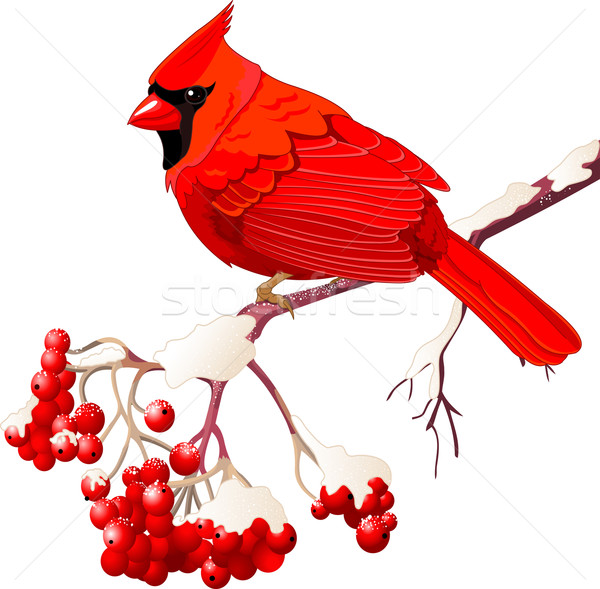 Red Cardinal bird Stock photo © Dazdraperma