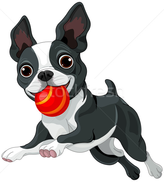 Boston terrier pelota ilustración ejecutando rojo Foto stock © Dazdraperma