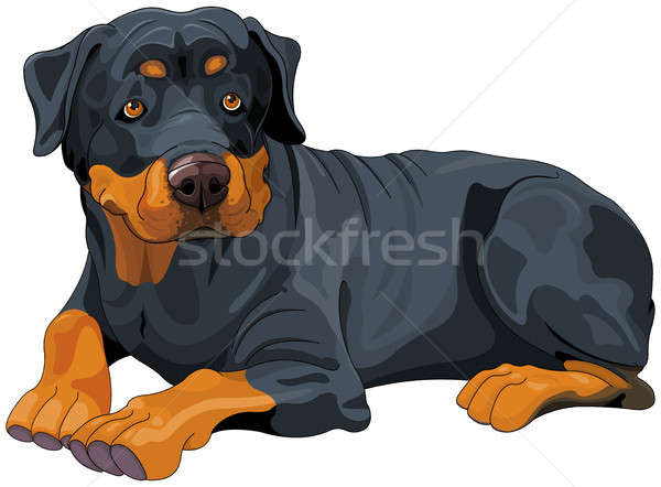 Rottweiler ilustración hermosa arte diversión animales Foto stock © Dazdraperma