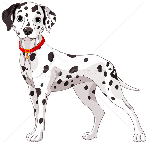 Cute dalmatyński psa ilustracja uwaga Zdjęcia stock © Dazdraperma