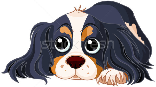 Spaniel Dog  Stock photo © Dazdraperma