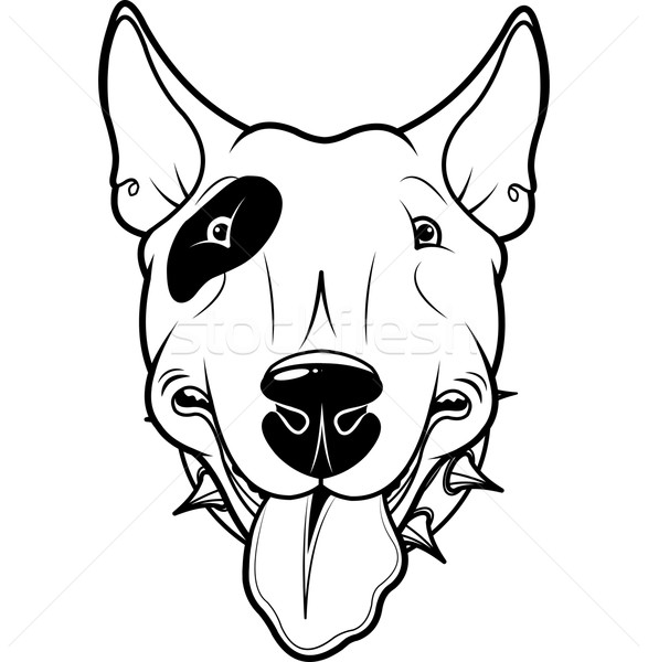 Bull Terrier Stock photo © Dazdraperma