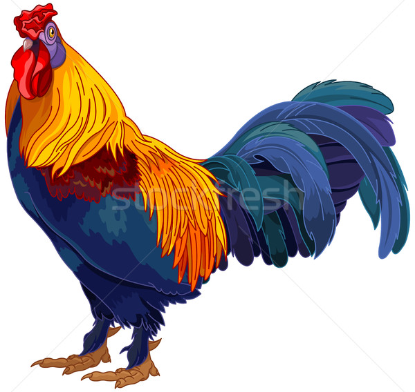 Hahn realistisch Illustration rot Huhn Feder Stock foto © Dazdraperma