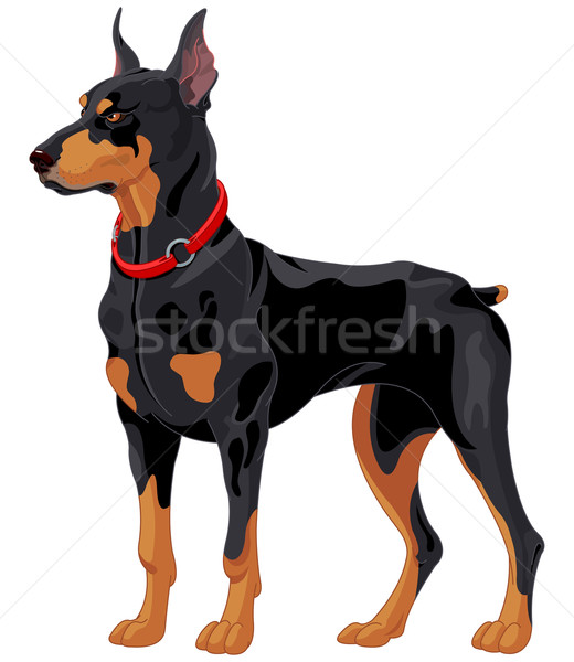 Doberman ilustrare concentrat câine negru Imagine de stoc © Dazdraperma