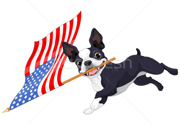 Boston terrier ejecutando bandera ilustración cute Foto stock © Dazdraperma