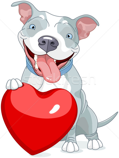 Valentine Pit Bull Dog Stock photo © Dazdraperma