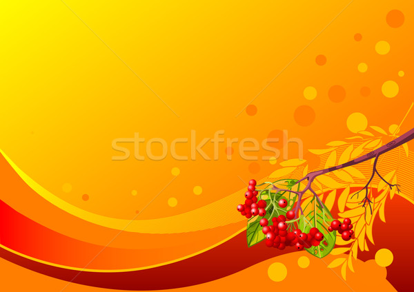 Rowanberry Stock photo © Dazdraperma