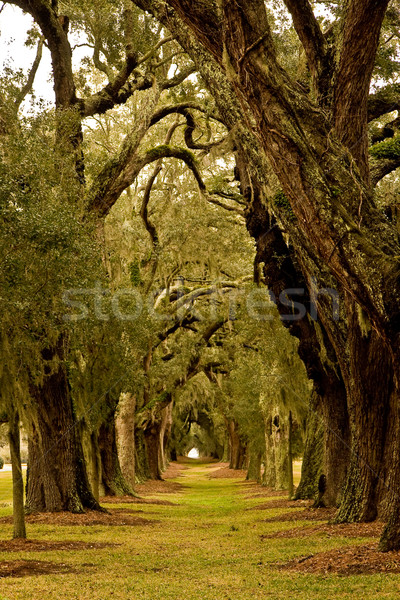 Quercia vecchio meridionale rovere alberi spagnolo Foto d'archivio © dbvirago