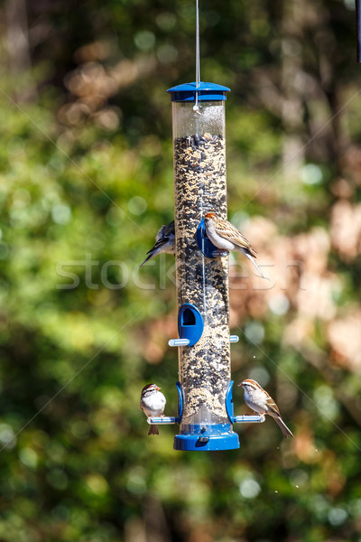 Birds on Feeder Full of Seed Stock photo © dbvirago
