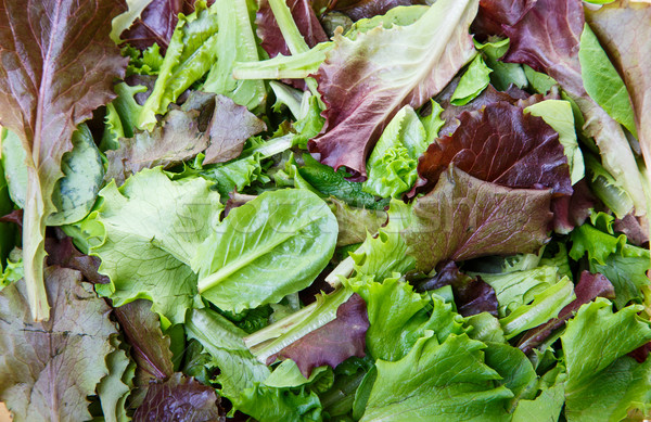 Mixed Greens and Lettuce Stock photo © dbvirago