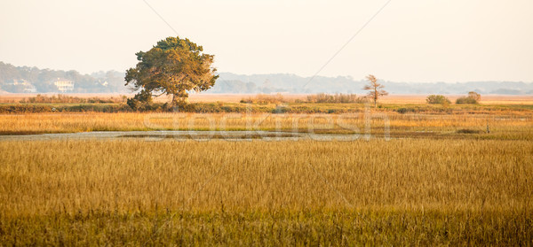 Lone Tree in Golden Light on Marsh Stock photo © dbvirago