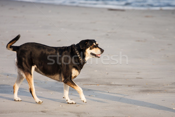 Dog Playing on Beach Stock photo © dbvirago