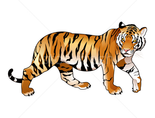 212,647 Tiger Isolated Images, Stock Photos, 3D objects, & Vectors