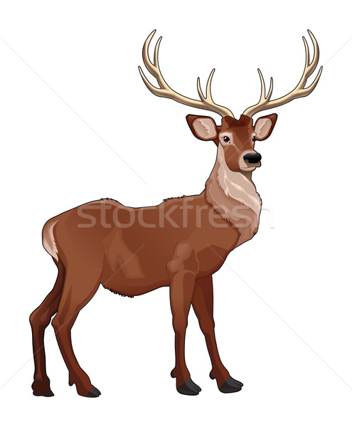 優雅 鹿 向量 孤立 動物 顏色 商業照片 © ddraw