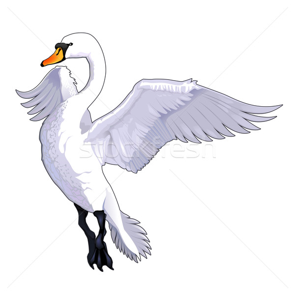 Battant cygne vecteur isolé animaux oiseau [[stock_photo]] © ddraw