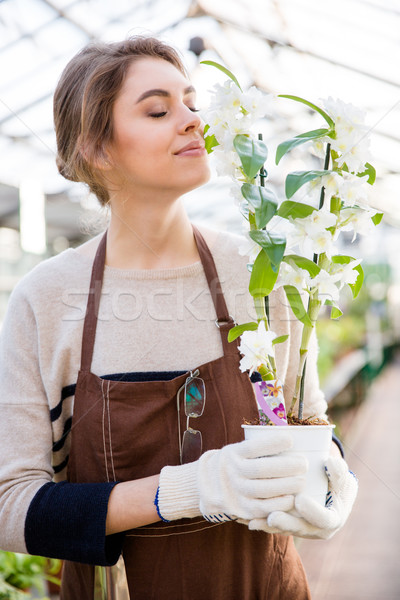 Cute lovely woman gardener smelling flowers of ochid in orangery Stock photo © deandrobot