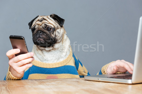 Stock photo: Funny man with pug dog head using laptop and smartphone