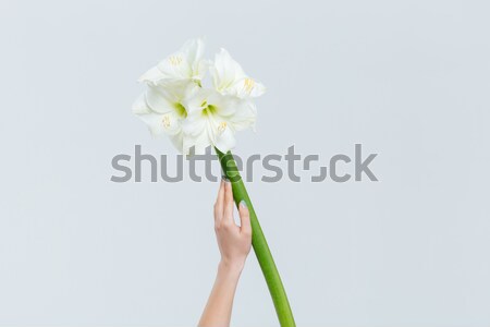 Stockfoto: Vrouwelijke · hand · bloemen · geïsoleerd · witte