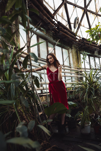 ストックフォト: 垂直 · 画像 · 女性 · 赤いドレス · ポーズ · 温室