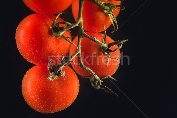 Maduro fresco tomates cereja isolado preto fundo Foto stock © deandrobot