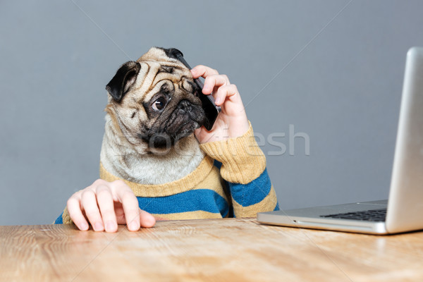 Maravilhado homem cão cabeça falante telefone móvel Foto stock © deandrobot