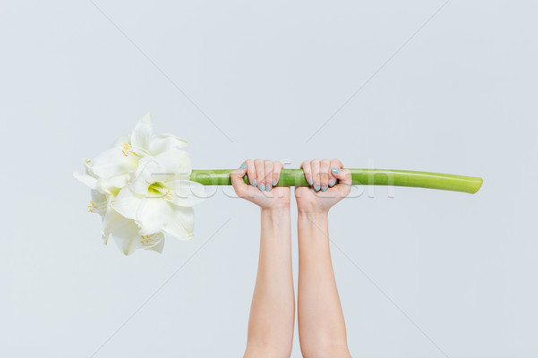 Weiblichen Hände halten Lilie isoliert weiß Stock foto © deandrobot