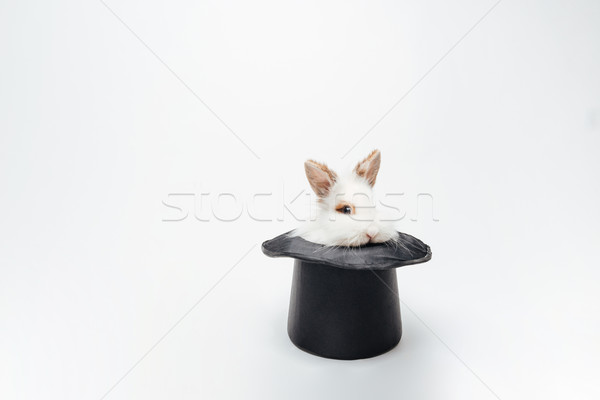 Funny Rabbit In A Hat Stock Photo C Dean Drobot Deandrobot