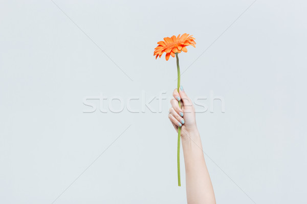 Stock photo: Female hand holding red gerber