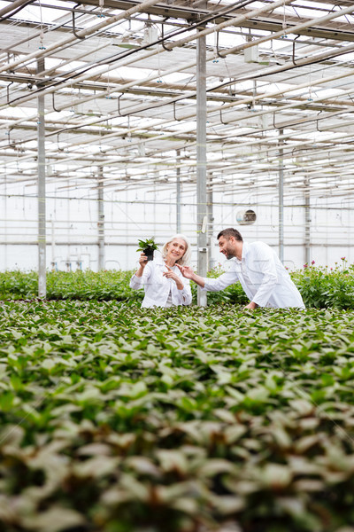 Young man gardener pointing at plant in hands of his colleague Stock photo © deandrobot