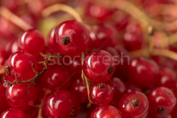 Rot Johannisbeere Beeren Makro Bild Stock foto © deandrobot