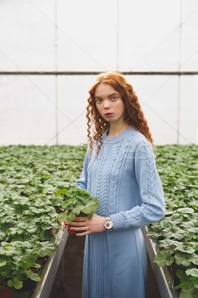 Woman holding green plant Stock photo © deandrobot