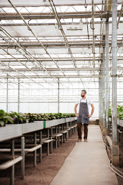 Full-length shot of man worker standing in greenhouse Stock photo © deandrobot