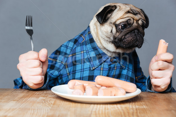 Hungry pug dog with man hands holding fork and sausage Stock photo © deandrobot