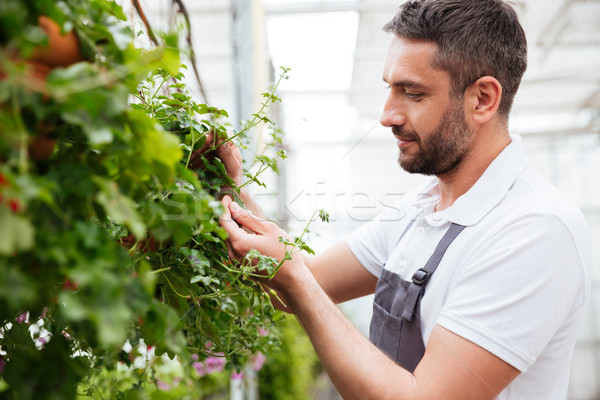 Concentré barbu homme blanche tshirt travail [[stock_photo]] © deandrobot