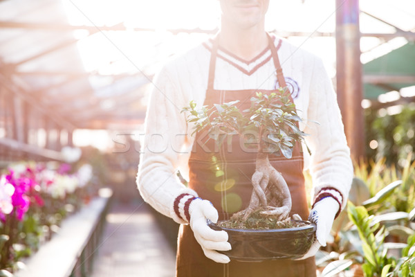 бонсай дерево банка человека садовник Сток-фото © deandrobot