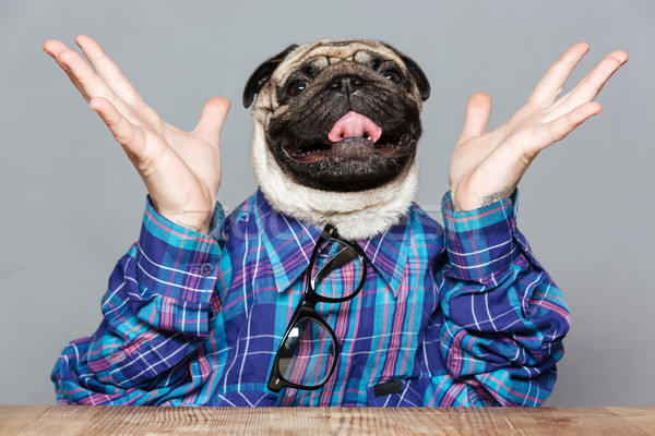 Excited man with pug dog head raised hands Stock photo © deandrobot