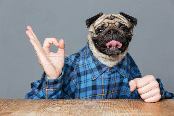 Man with pug dog head sitting and showing ok sign Stock photo © deandrobot