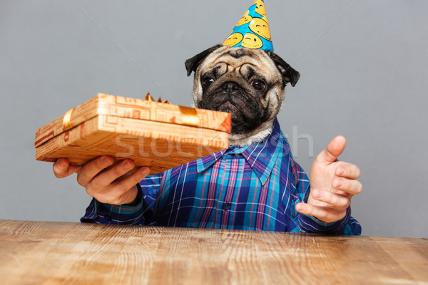 Surprised man with pug dog head holding present box Stock photo © deandrobot