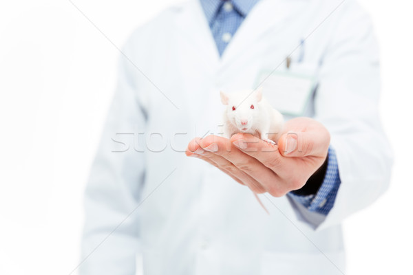 Scheikundige rat geïsoleerd witte handen Stockfoto © deandrobot