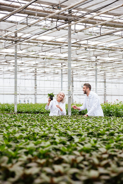 Young man gardener pointing at plant in hands of his colleague Stock photo © deandrobot