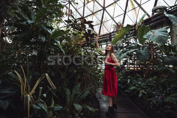 Foto stock: Beleza · mulher · vestido · vermelho · posando · estufa · olhando