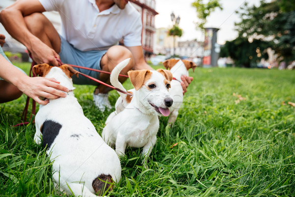 Couple walking their dogs in a city park Stock photo © deandrobot