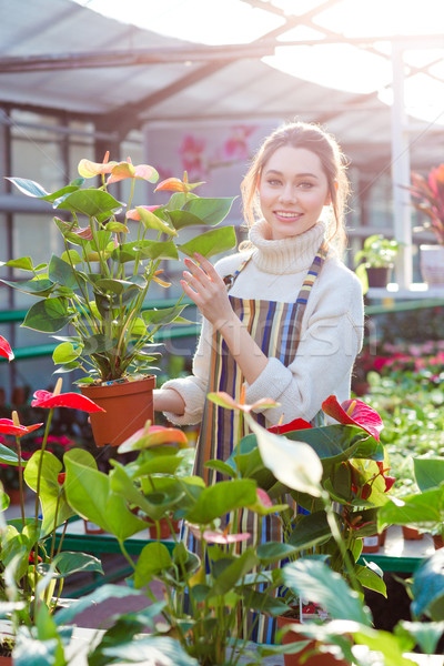 Smiling woman gardener holding flower pot with anthuriums in orangery Stock photo © deandrobot