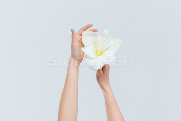 Weiblichen Hände halten Lilie isoliert weiß Stock foto © deandrobot