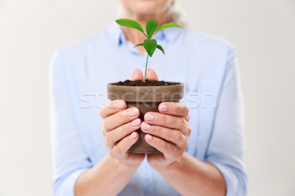 Cropped photo of womans hands holding brown pot with young plant Stock photo © deandrobot