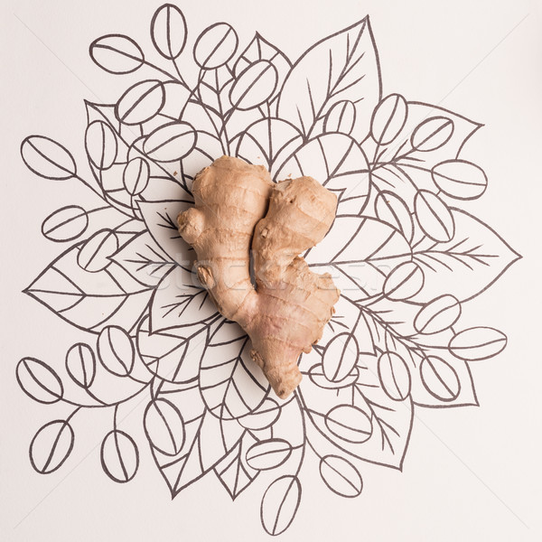 Stock foto: Ingwer · Gliederung · floral · Hand · gezeichnet · Essen · asian